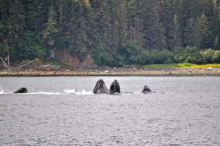 Dinsdag 9 augustus 2011 - Icy Strait Point... In de namiddag kippenvel met de indrukwekkende bultrugwalvissen