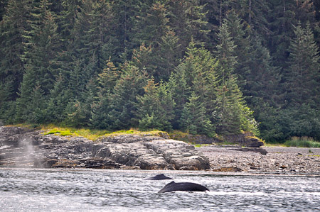 Dinsdag 9 augustus 2011- Icy Strait Point - In de namiddag kippenvel met de indrukwekkende bultrugwalvissen