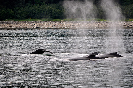 Dinsdag 9 augustus 2011 - Icy Strait Point... In de namiddag kippenvel met de indrukwekkende bultrugwalvissen