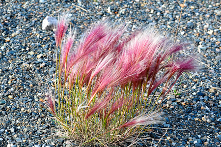 Woensdag 3 augsutus - Tundra Wilderness Tour diep in het Denali National Park, op zoek naar oa rendieren en beren