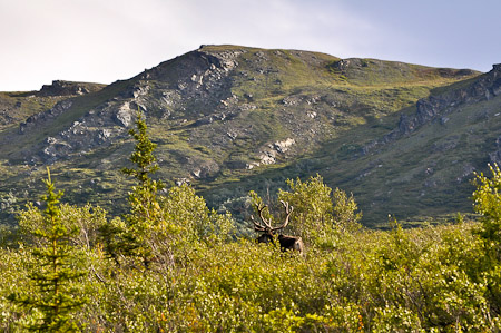 Woensdag 3 augsutus - Tundra Wilderness Tour diep in het Denali National Park, op zoek naar oa rendieren en beren