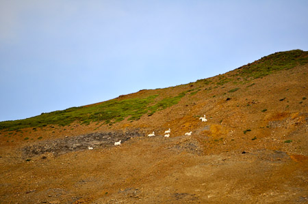 Woensdag 3 augsutus - Tundra Wilderness Tour diep in het Denali National Park, op zoek naar oa rendieren en beren