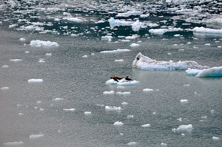 Zaterdag 6 augustus - ...langs de Hubbard Glacier.....