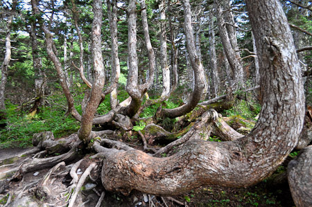 Zondag 7 augustus 2011 - Juneau...Op naar de top van Mount Roberts om een wandeling te maken met prachtig zicht