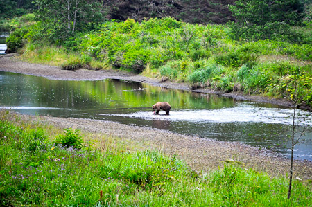 Dinsdag 9 augustus 2011 -  Icy Strait Point - In de voormiddag hebben we het geluk om verschillende bruine beren te ontmoeten