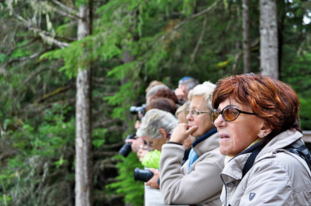 Dinsdag 9 augustus 2011 -  Icy Strait Point - In de voormiddag hebben we het geluk om verschillende bruine beren te ontmoeten