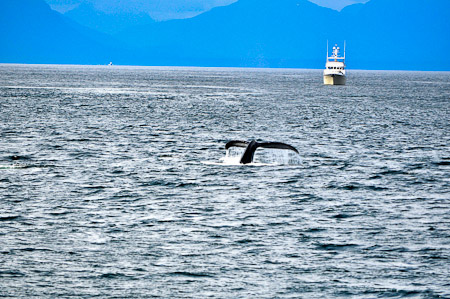 Dinsdag 9 augustus 2011 -  Icy Strait Point...