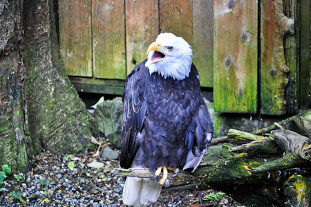 Woensdag 10 augustus 2011 - Met mooi weer wandelen we in Ketchikan door Creek Street en Ketchikan Creek naar de Deer Mountain