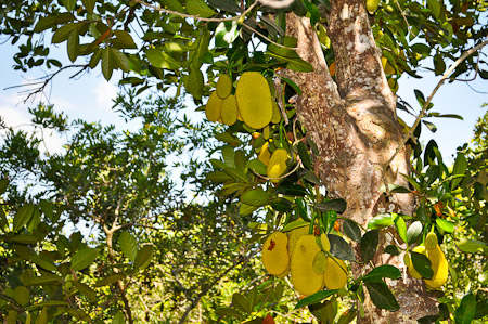 Zaterdag 26 februari 2011 - In de Mekong delta - Vietnam