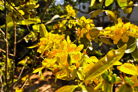 Zaterdag 26 februari 2011 - In de Mekong delta - Vietnam