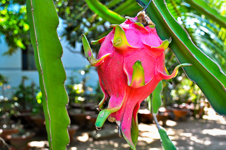 Zaterdag 26 februari 2011 - In de Mekong delta - Vietnam