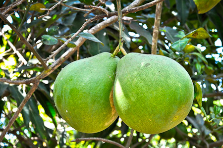 Zaterdag 26 februari 2011 - In de Mekong delta - Vietnam