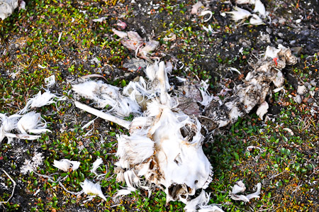 Vrijdag 15 juli 2011 - verkenning van Spitsbergen