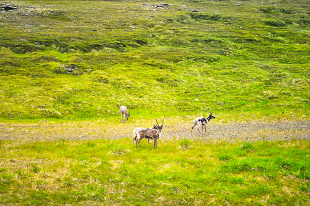 Zondag 17 juli 2011 - excursie vanuit Honningsvag naar de Noordkaap